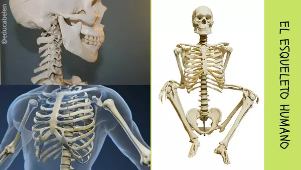 El Esqueleto Humano