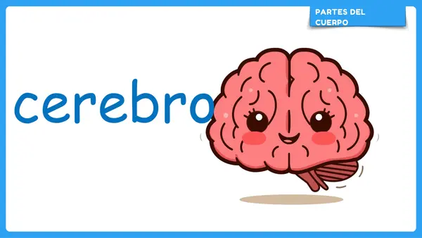 Partes del cuerpo humano