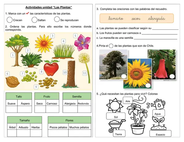 Guía de ciencias 1° año Actividades unidad "Las Plantas"