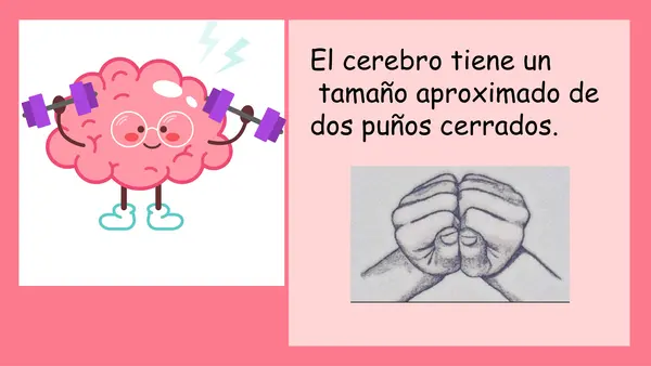 El cerebro