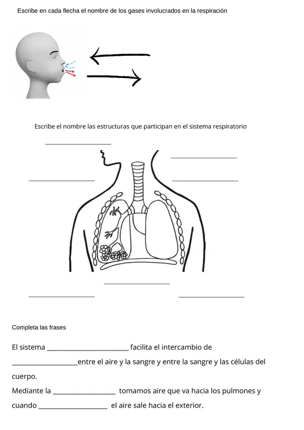  Ficha de Ciencias Naturales: Sistema Respiratorio - Unidad 3 Vida Saludable