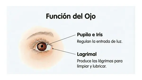 Lección 1 OJO Parte 1 Minúsculas Método Matte