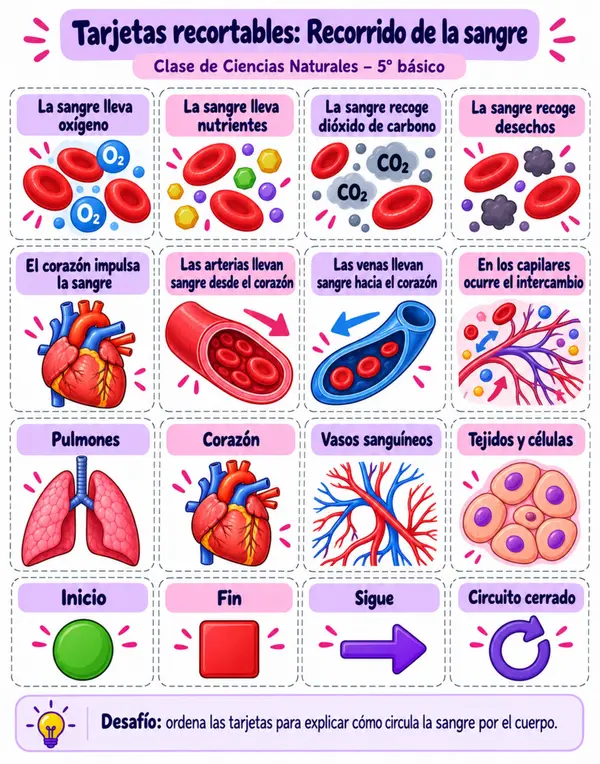 5TO SISTEMA CIRCULATORIO 