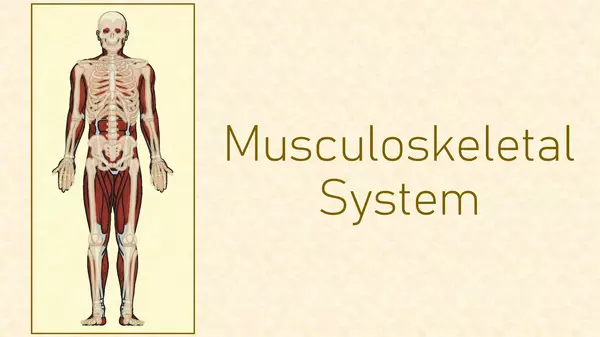 Musculoskeltal System