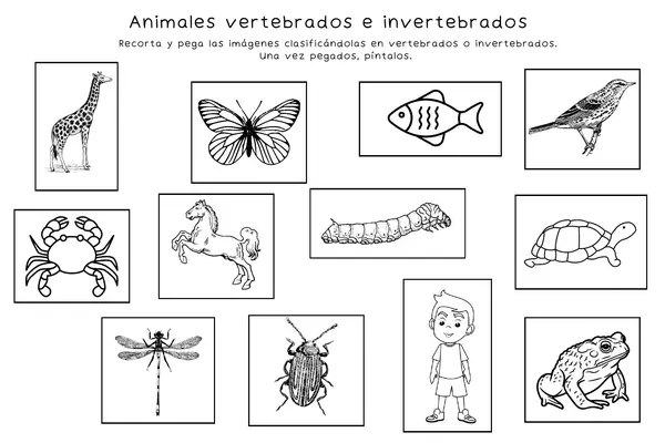 Clasifiquemos animales vertebrados e invertebrados