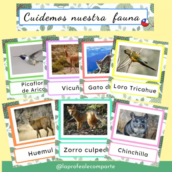 Carteles "Cuidemos nuestra fauna chilena"