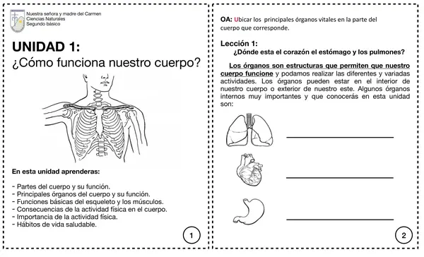 Cómo  funciona nuestro cuerpo