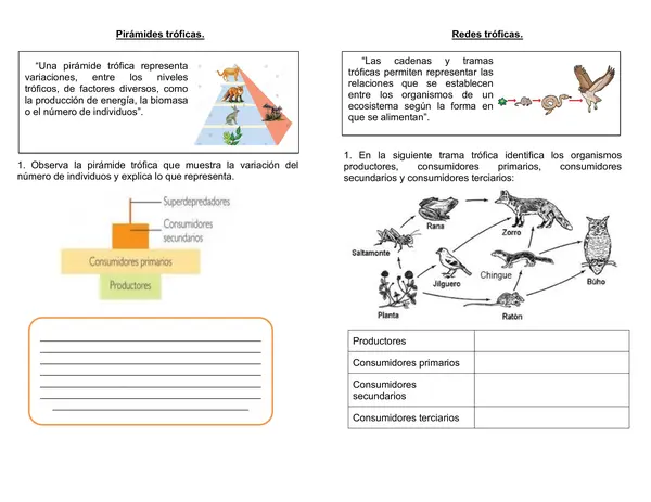 Guía de ciencias 6° año "Pirámide y red trófica"