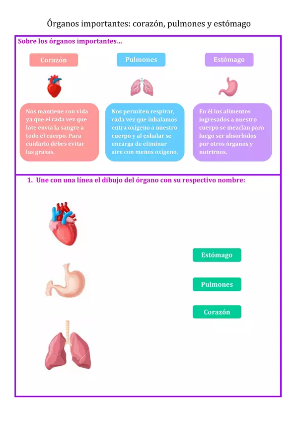 órganos importantes: corazón, pulmones y estómago