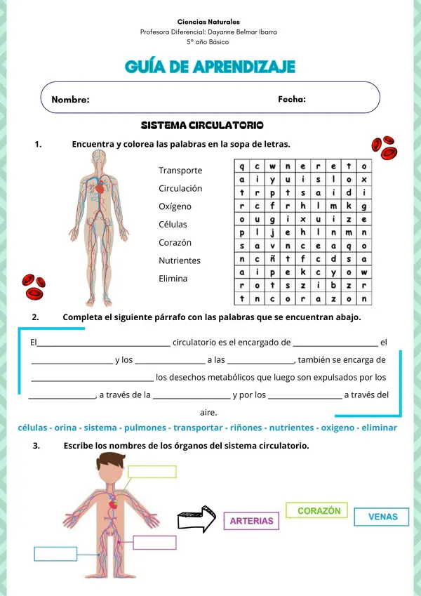 Sistema Circulatorio 5° año Básico
