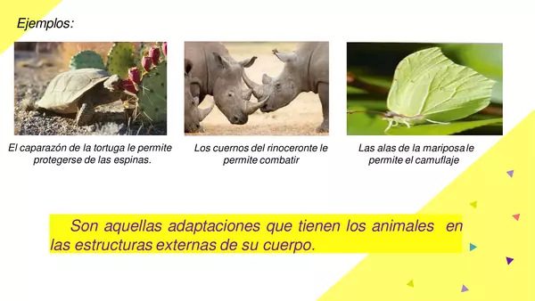 ppt adaptación de los animales - ciencias naturales 4° Básico