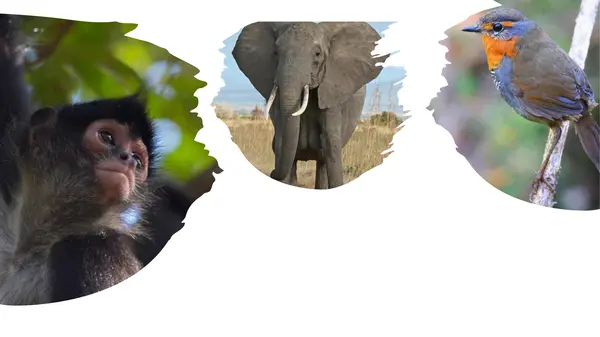 Wild animals