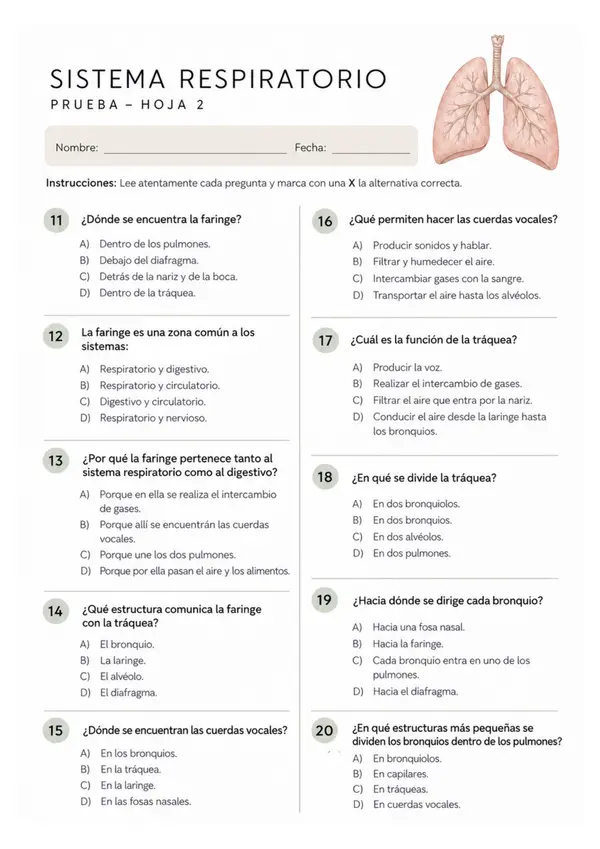 Sistema respiratorio – 40 preguntas de alternativas | Ciencias Naturales