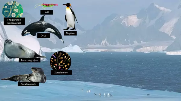trama trófica de Antártica