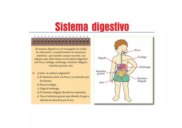 Sistema digestivo para 1º
