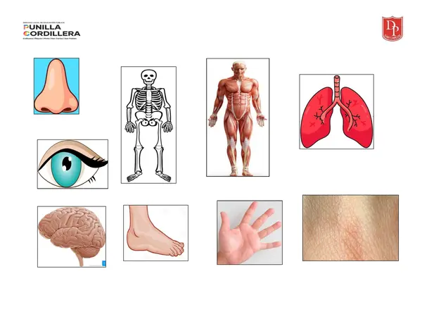 Clasificación de partes de cuerpo según cantidad de sílabas