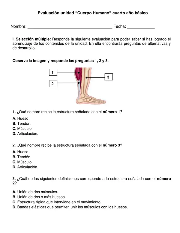 Evaluación "Cuerpo Humano" 4° año básico.