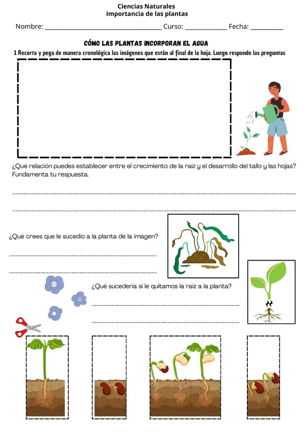  Las Plantas: Partes, Necesidades y Funciones Ficha de Ciencias para 2° - 4° Básico