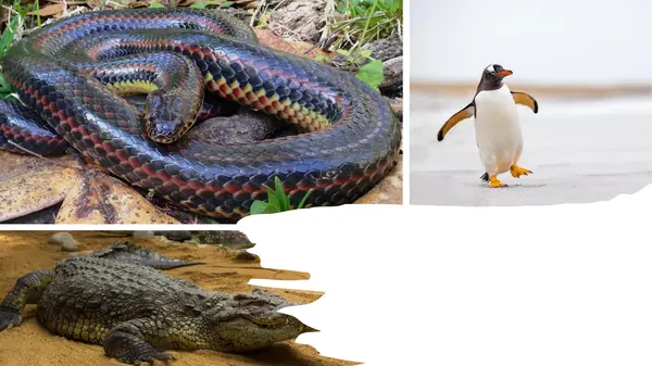 Wild animals
