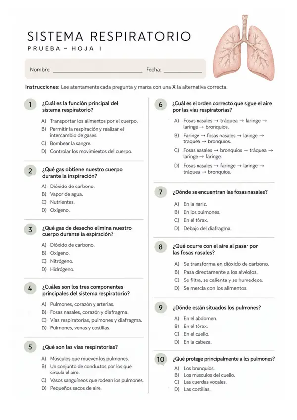 Sistema respiratorio – 40 preguntas de alternativas | Ciencias Naturales