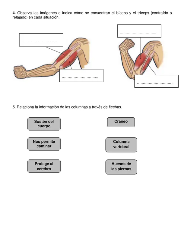 Evaluación "Cuerpo Humano" 4° año básico.