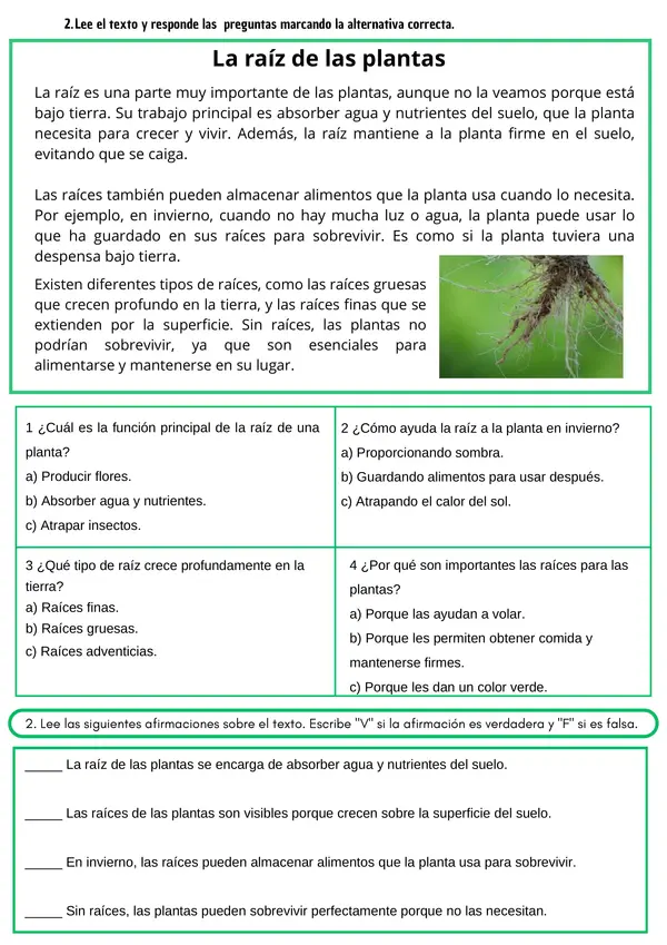  Las Plantas: Partes, Necesidades y Funciones Ficha de Ciencias para 2° - 4° Básico