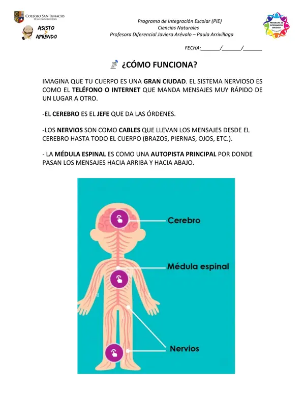 Cuadernillo de actividades: Sistema Nervioso NEEP 