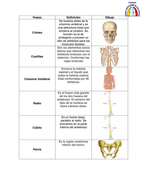 Cuadro Resumen Huesos Esqueleto