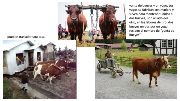 Buey Lección 7 parte 2 Método matte
