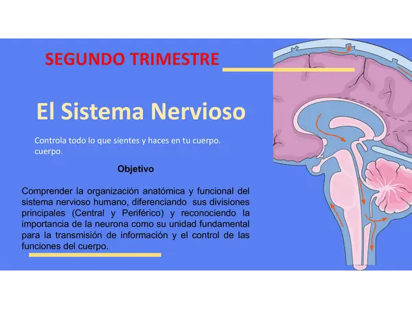 El Sistema Nervioso