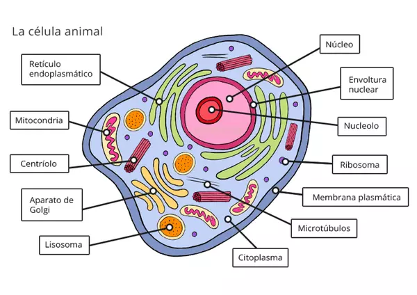 Célula animal y célula vegetal.
