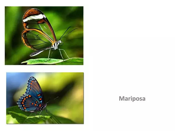 Presentacion Para Artes Visuales Cuarto Basico" Insectos, Forma, color y estructura"