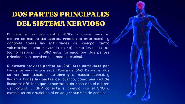 Presentación: El Sistema Nervioso explicado paso a paso