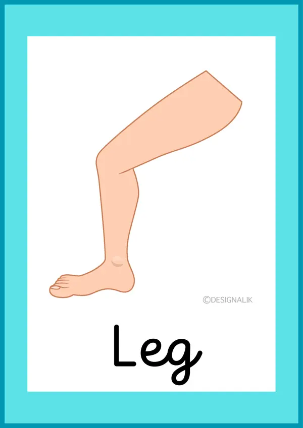 Partes del cuerpo en inglés