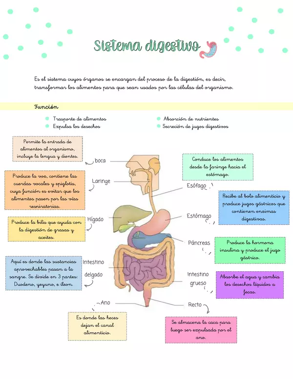 Resúmenes Sistema digestivo, respiratorio, circulatorio y esquelético 