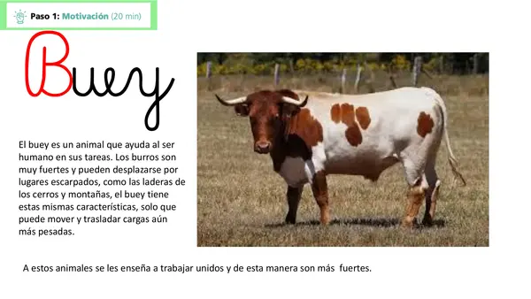 Buey Lección 7 parte 2 Método matte