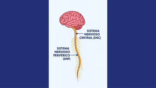 Presentación: El Sistema Nervioso explicado paso a paso