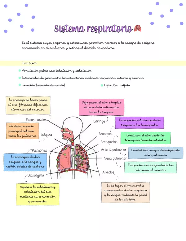Resúmenes Sistema digestivo, respiratorio, circulatorio y esquelético 