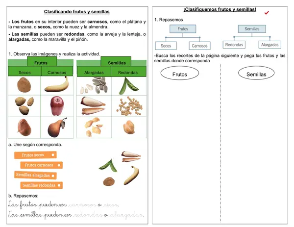 Guía de ciencias 1° básico "Frutos y semillas"