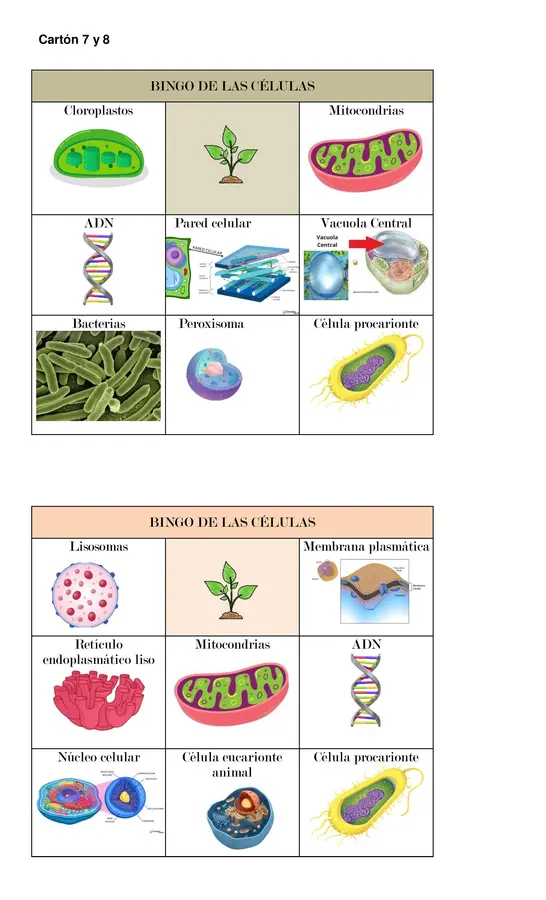 BINGO DE LA CÉLULA