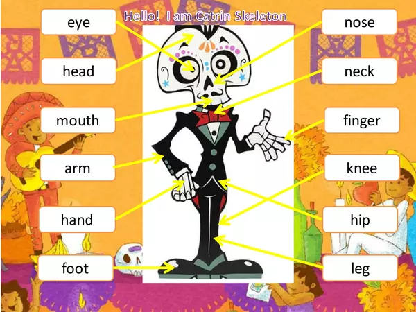 Body parts Catrin Skeleton