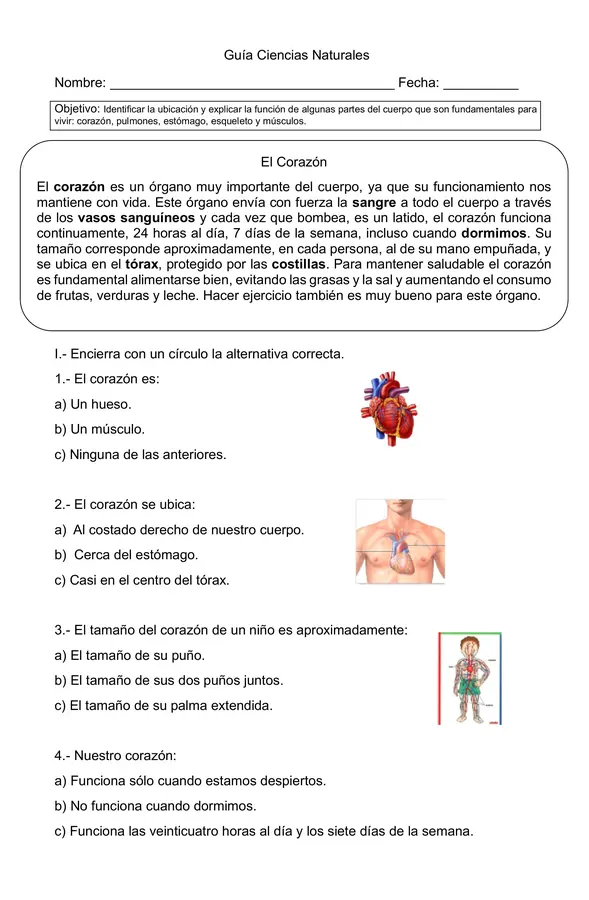 Guía de ciencias El corazón