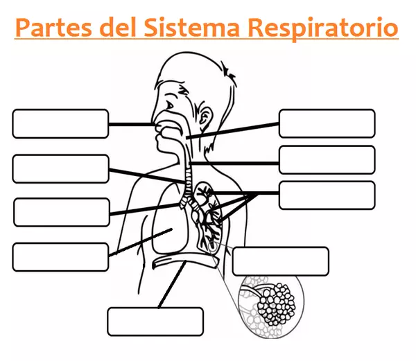 Partes del sistema respiratorio