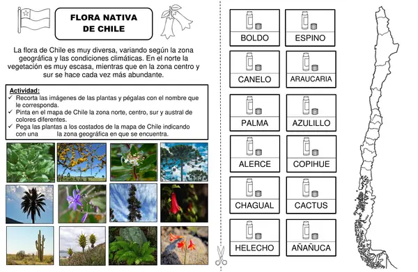 FLONA NATIVA DE CHILE