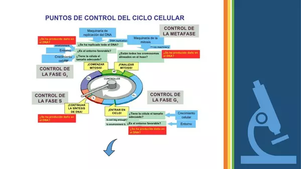 Control del ciclo celular