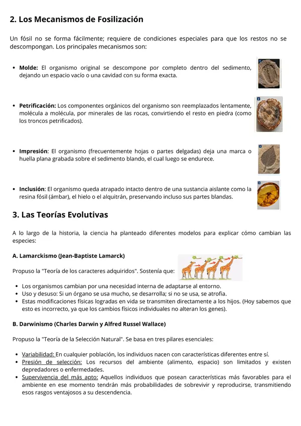 Evolución, fosilización y teorías evolutivas