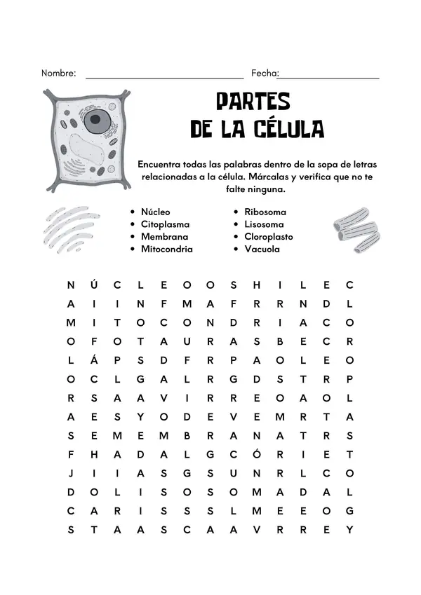 Sopa de letras Partes de la célula
