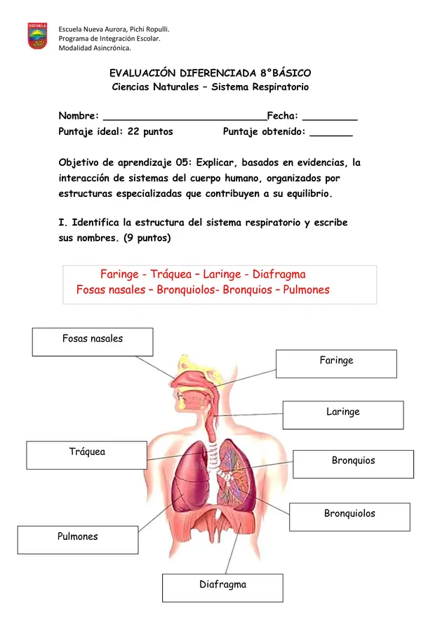 EVALUACIÓN SISTEMA RESPIRATORIO - SOLUCIONARIO