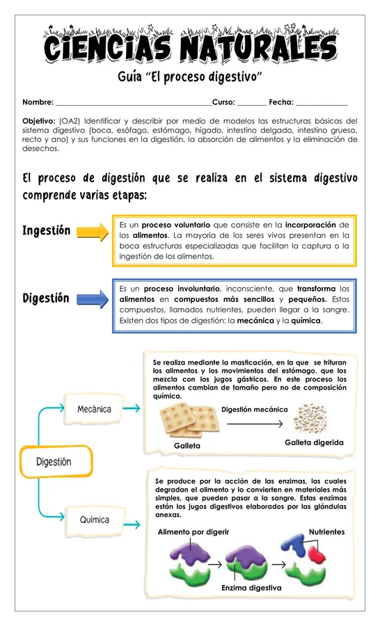 Guía - Proceso digestivo 