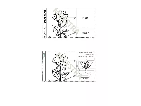 Flipbook: partes de la flor